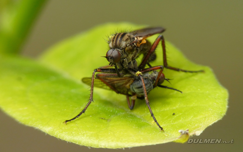 Large Dance Fly (Male, Empis tessellata)